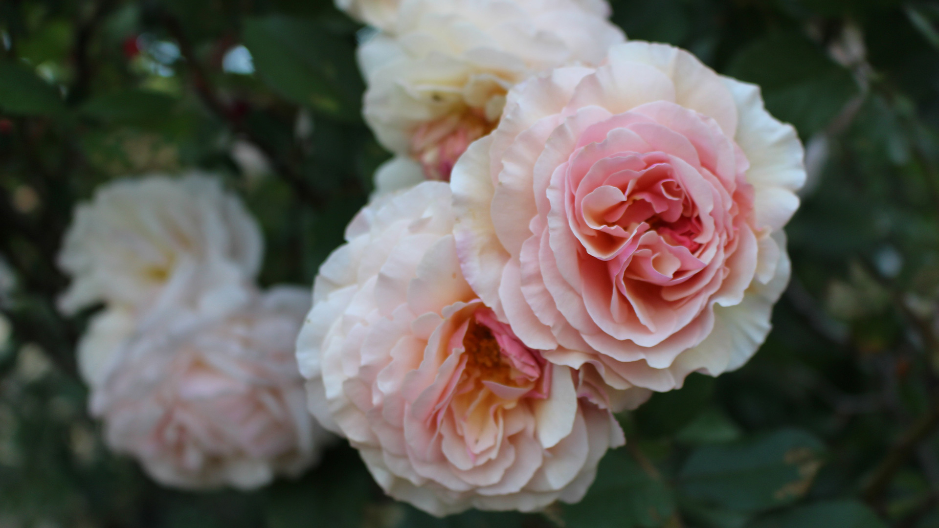 pink-and-white-rose-flowers-during-daytime