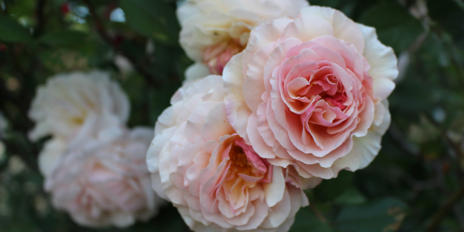 pink-and-white-rose-flowers-during-daytime
