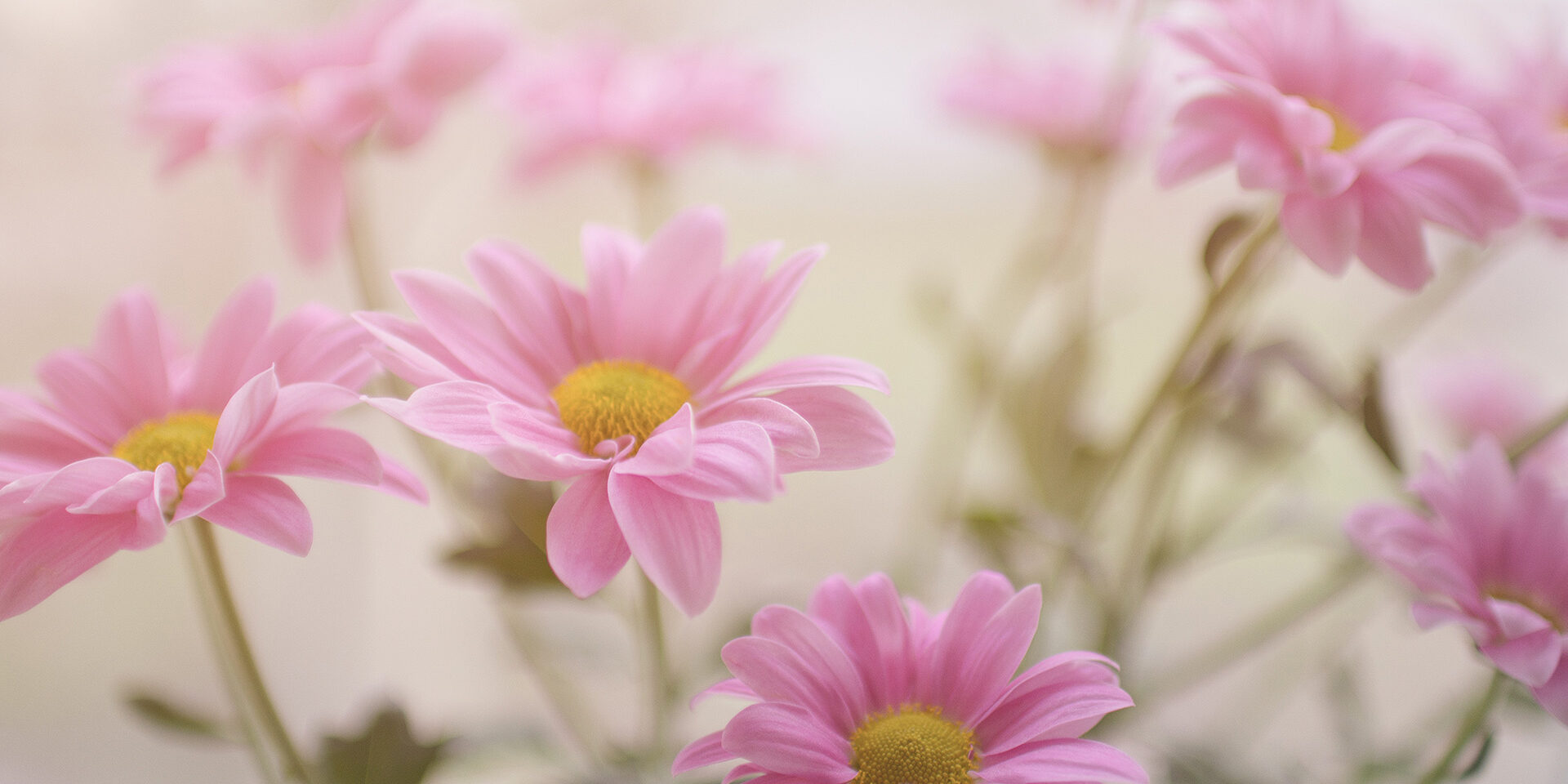 pink-daisy-flower-plant