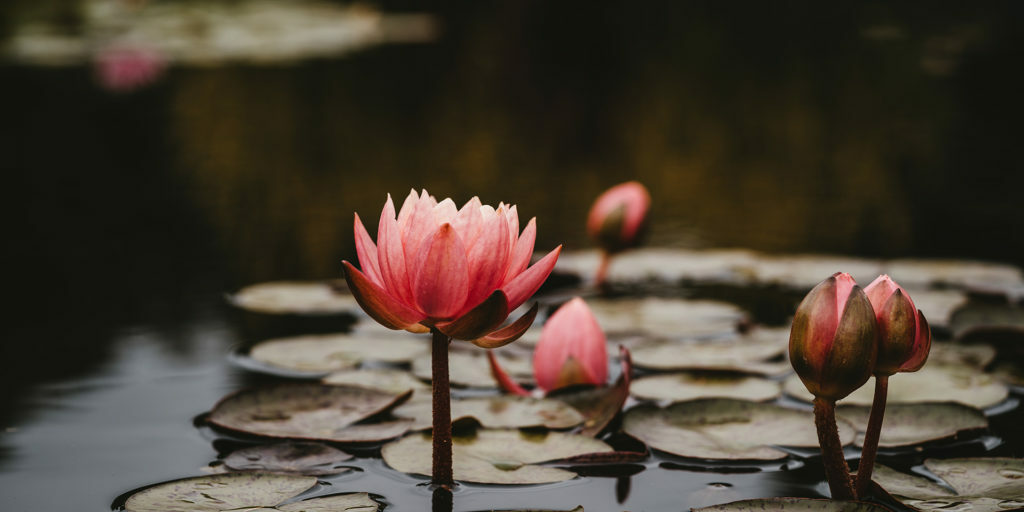 pink-lotus-flowers